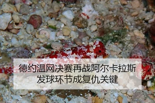 德约温网决赛再战阿尔卡拉斯 发球环节成复仇关键